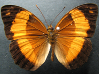 Cupha prosope prosope - Adult